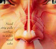 nosestrip.jpg