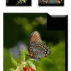 �������� Butterfly