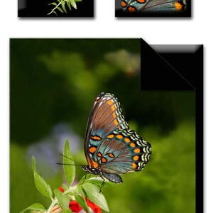 �������� Butterfly