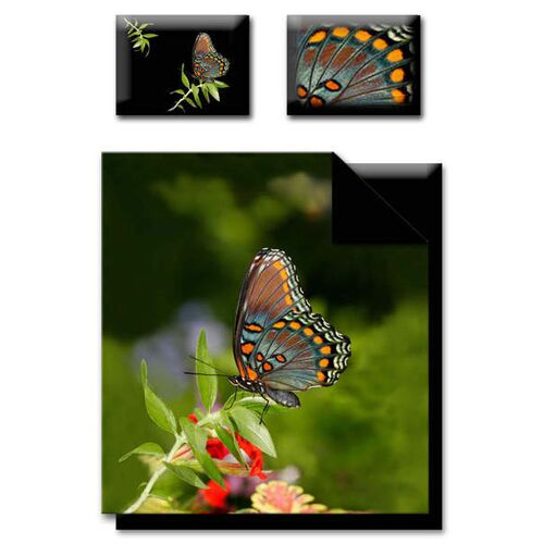���������� ����� Ranforce TAC Butterfly