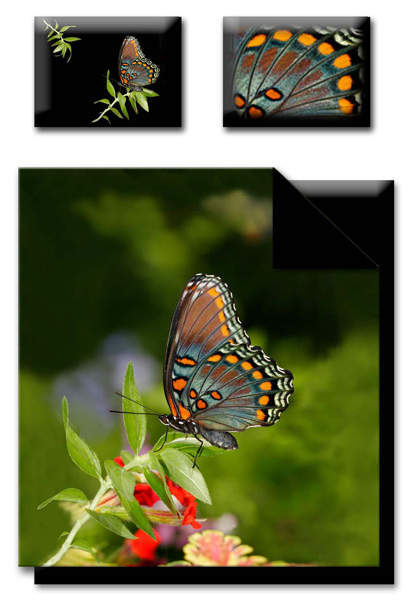 �������� Butterfly
