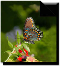 Ranforce TAC Butterfly