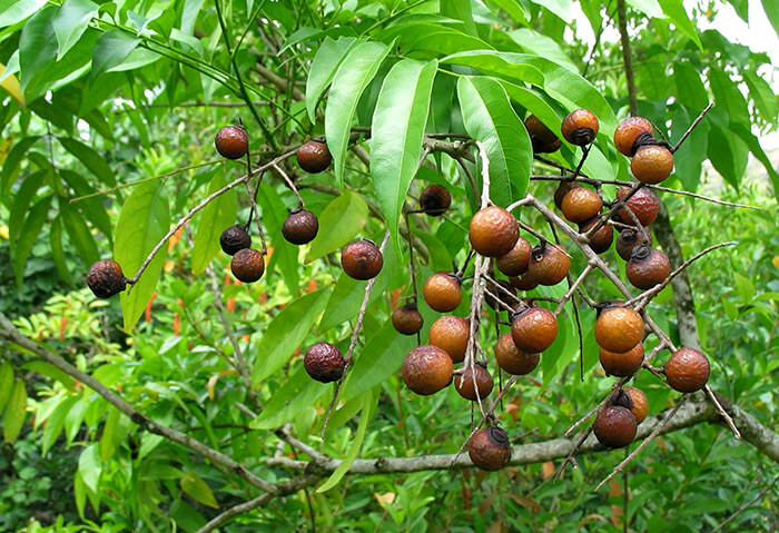 Sapindus - мыльное дерево