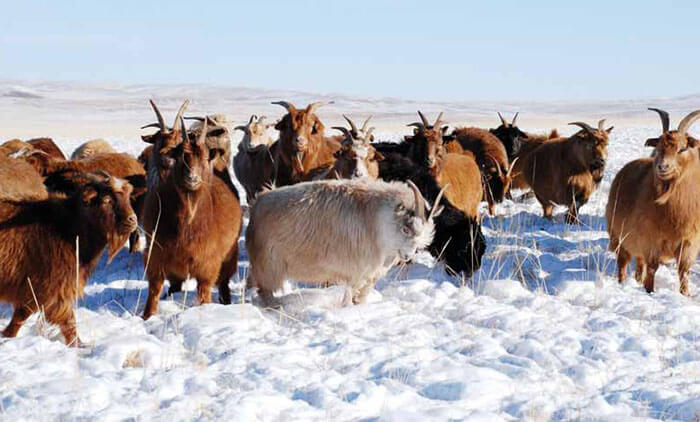 ���������� ����