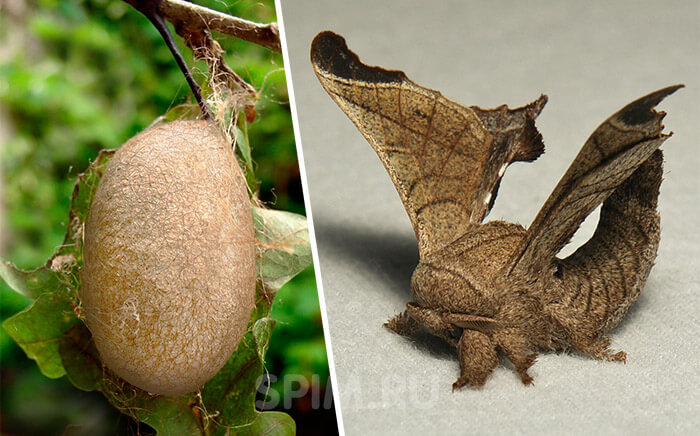 ���� �����