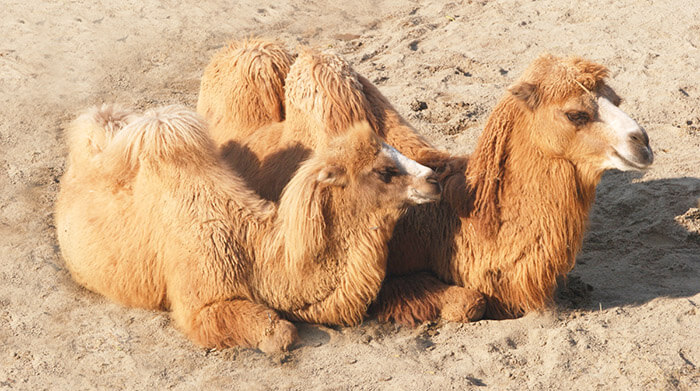 ����� �� ������ - ��������