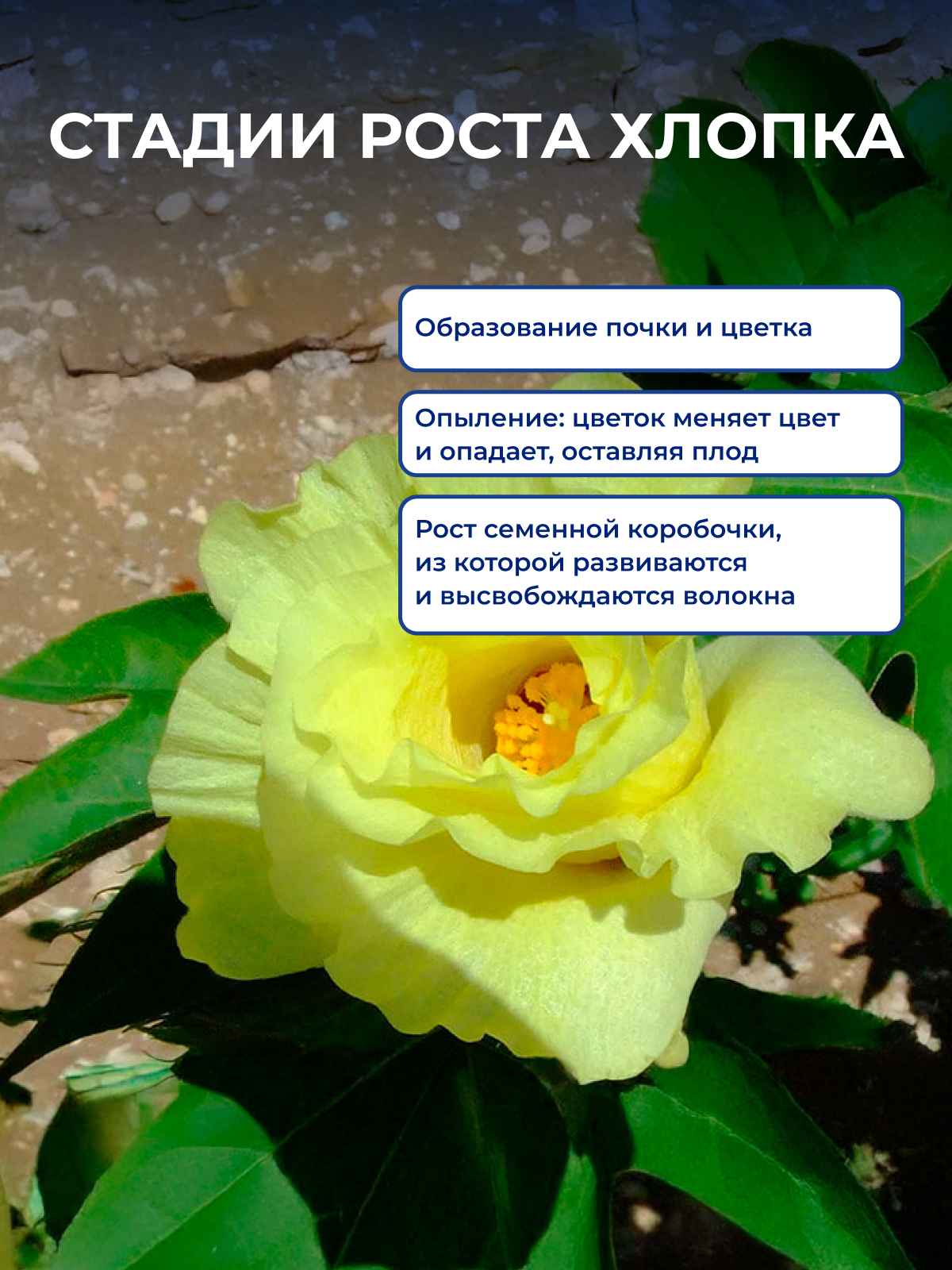 ������ ����� �����������