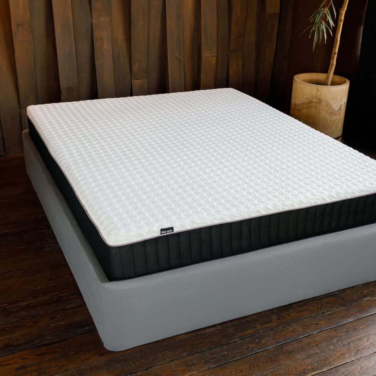 ������ darwin Life Spring � ���� 21590 �. � �������������� �����������