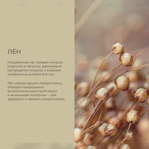 ������ Auriga Azaleh Medium � ����������� ������ � ������ �������: 30 ��.