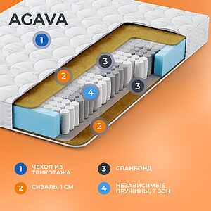   Agava