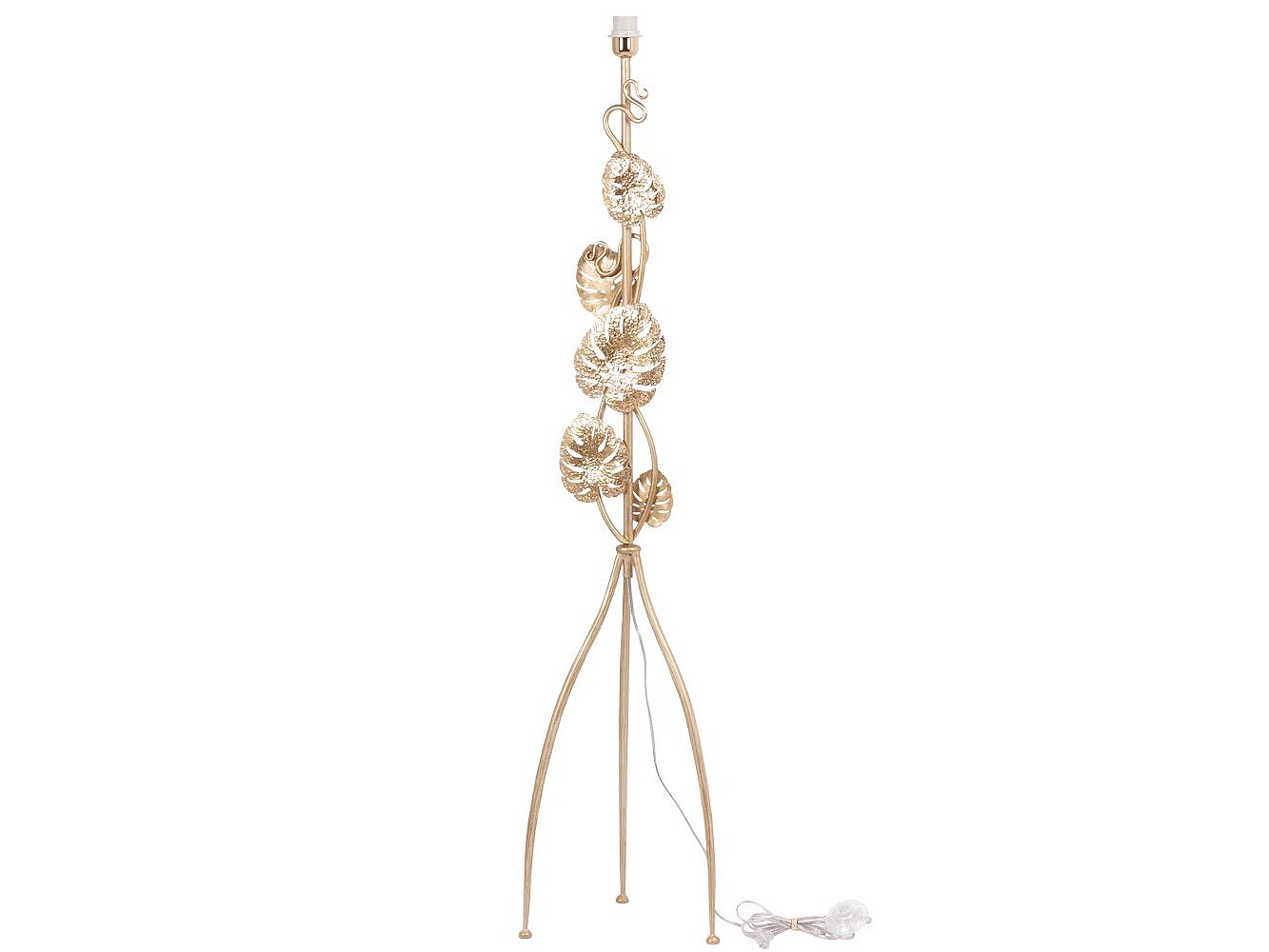    Monstera Deliciosa ()   -2 