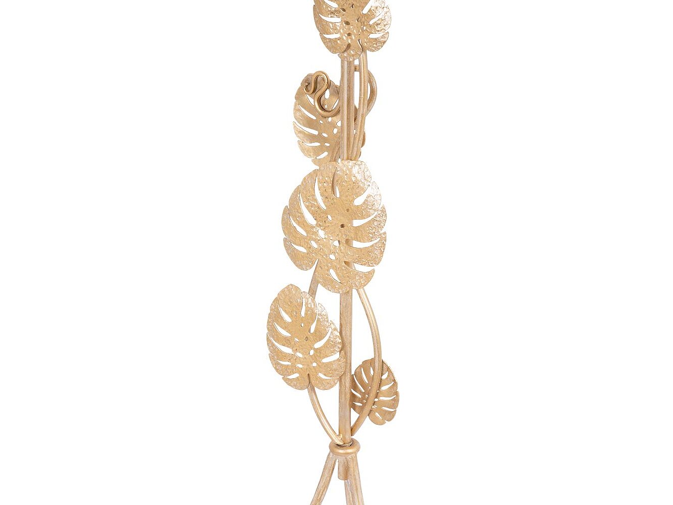    Monstera Deliciosa ()   -2 