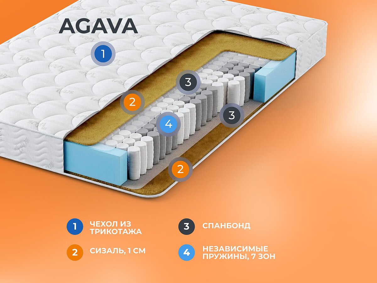   Agava